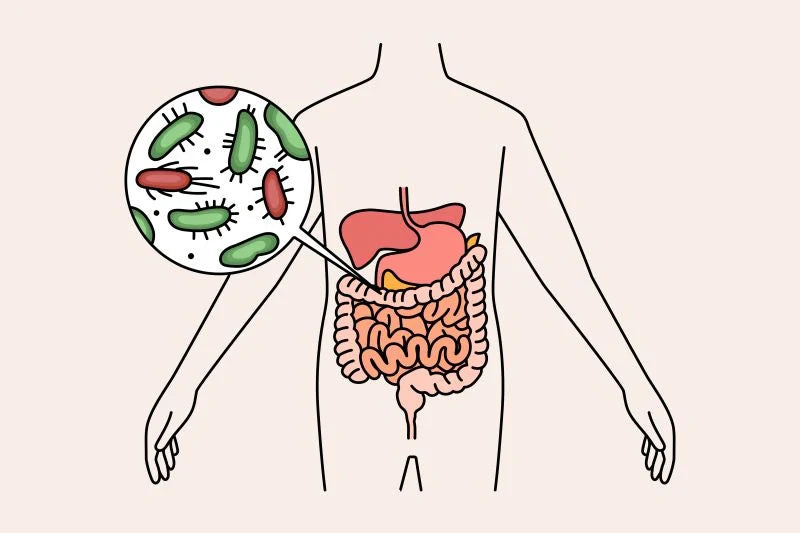 A container of Meta/Boost supplements, designed to support blood sugar and metabolism, showing the benefits of prebiotic and probiotic supplementation.
